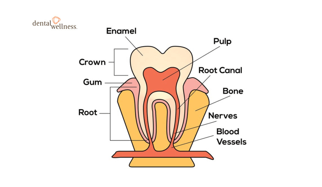 Is There Any Alternative to Root Canal Treatments? Part 2